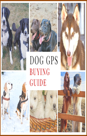 dog gps buying guide