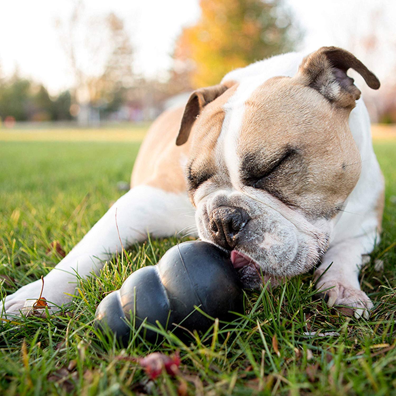 indestructible dog toys