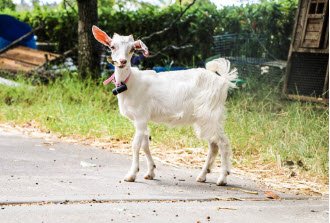 goat wearing pod 2 gps tracker